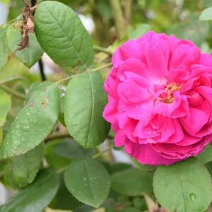 Rosa 'De Rescht' ---